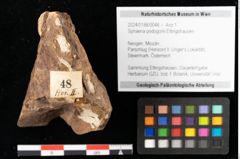 Foto (Objekt + Etikett) von Sphaeria podogonii Ettingshausen (NHMW-GEO-2024-0188-0048)